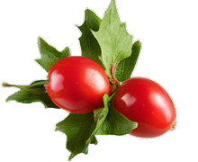 Hawthorn berry