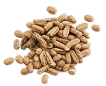 Daikon seed