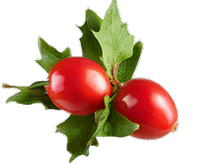 Hawthorn Fruit Extract