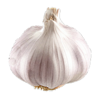 Garlic Seed Extract