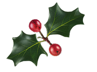 Holly Leaf Extract